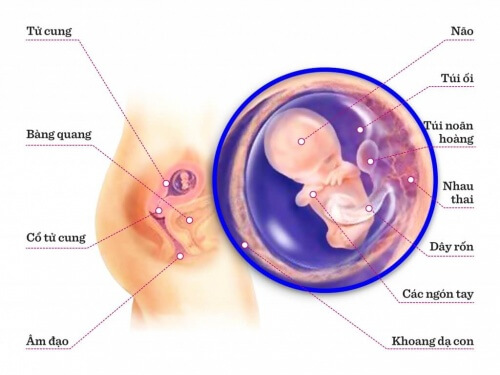 Xương của bé được tạo ra như thế nào?